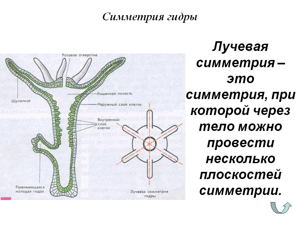 Нова ссылка blacksprut