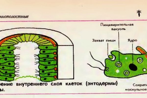 Ссылка blacksprut через tor